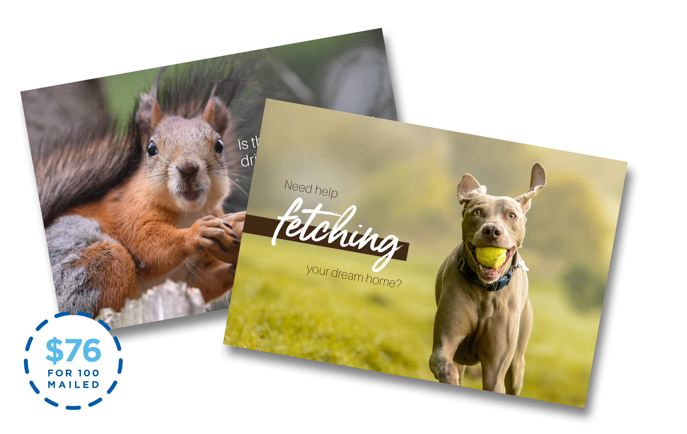 Animal Postcards